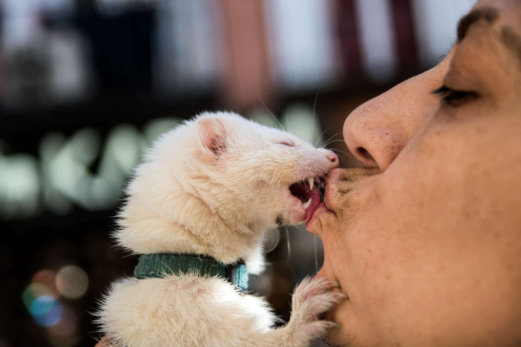 A close-up of a person smooching with a ferret. 