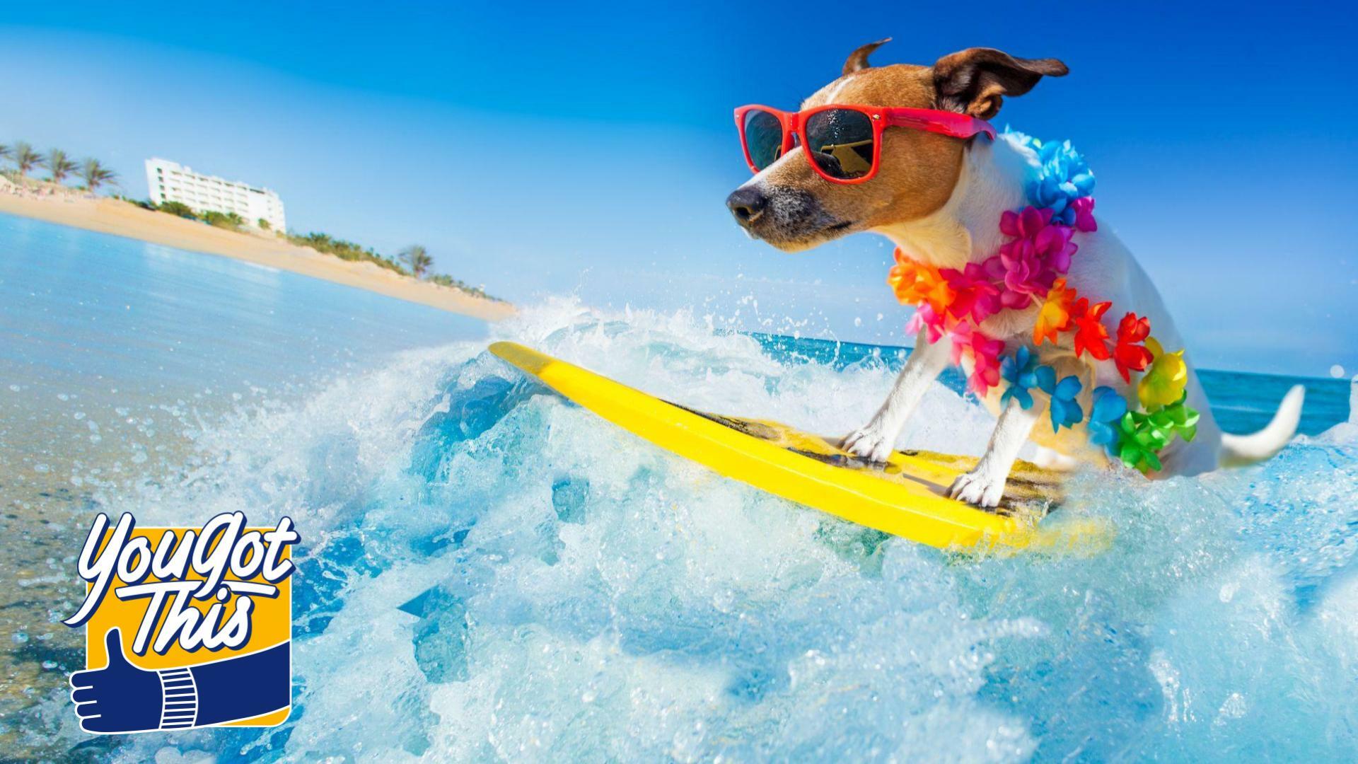 Surfing dog with swag on