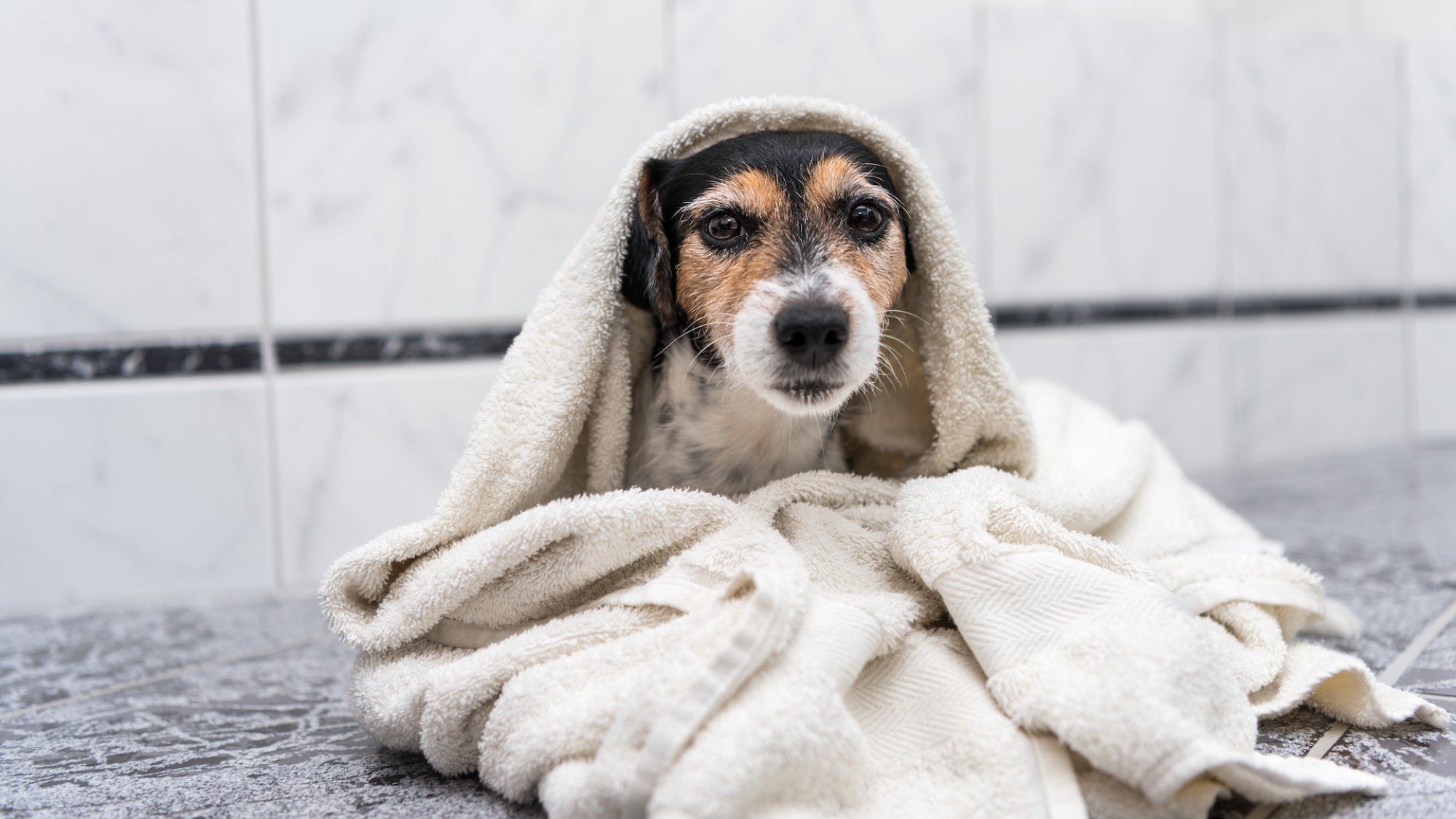 Jack Russell Terrier dog sits wrapped in bath towel after bathing on the floor.