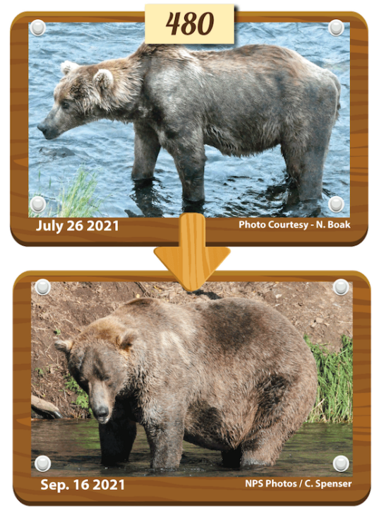 A bear's summer transformation after eating copious amounts of salmon.