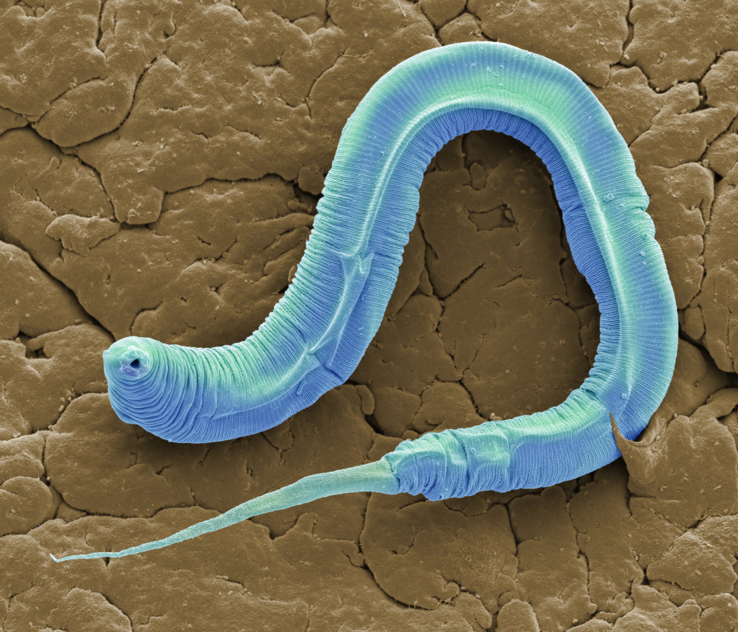 a microscopic nematode of the species C. elegans 