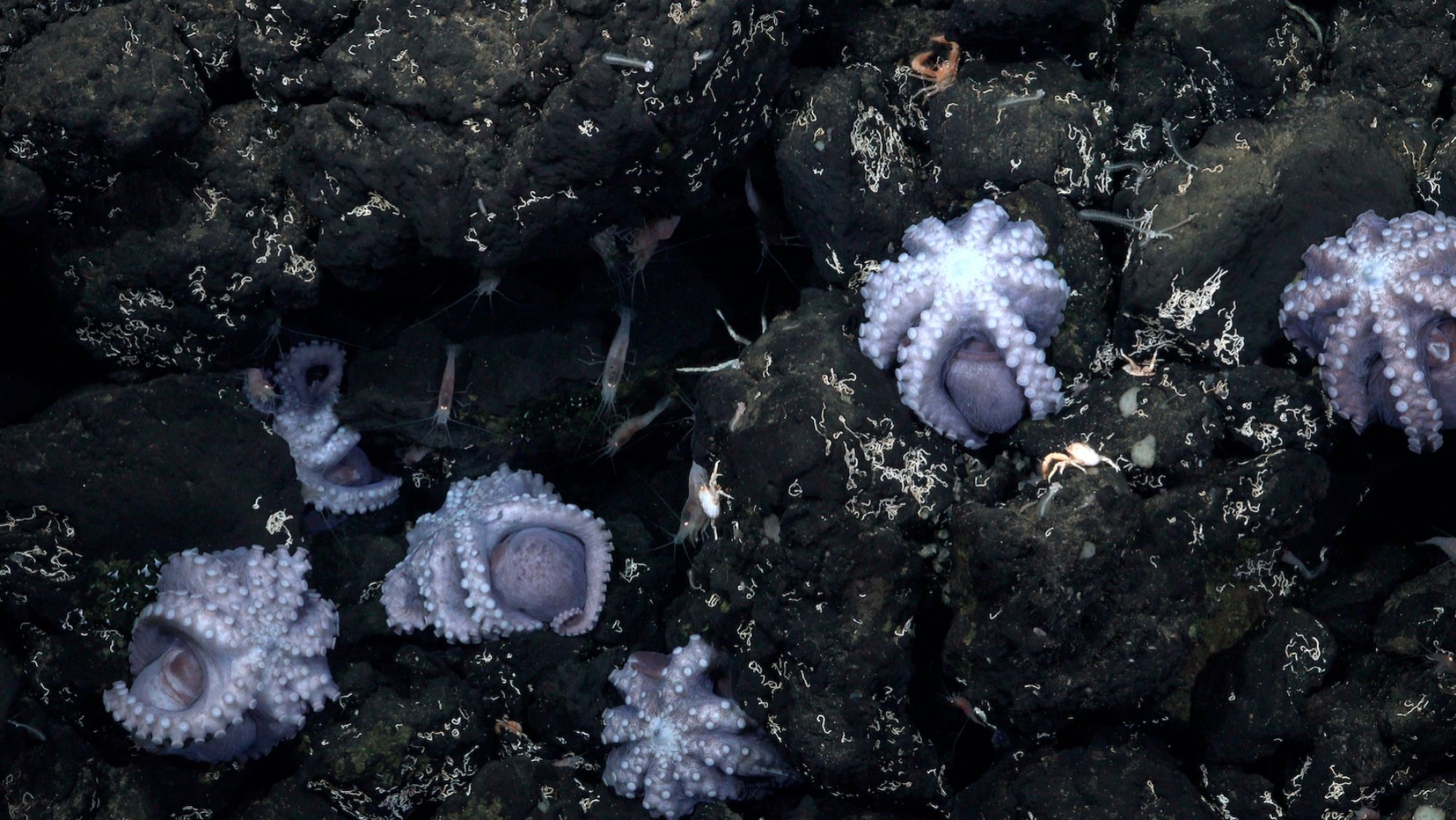 In a newly discovered octopus nursery, members of an octopus species guard their eggs.