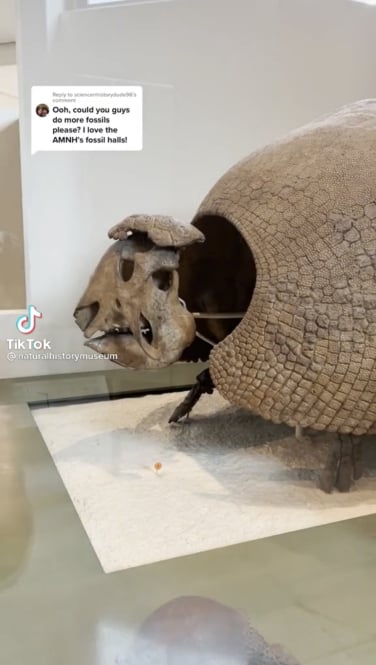 A screenshot of a TikTok video from the American Museum of Natural History.
