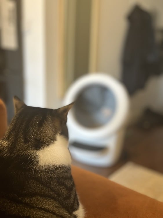 A cat looking on to a Litter-Robot 4