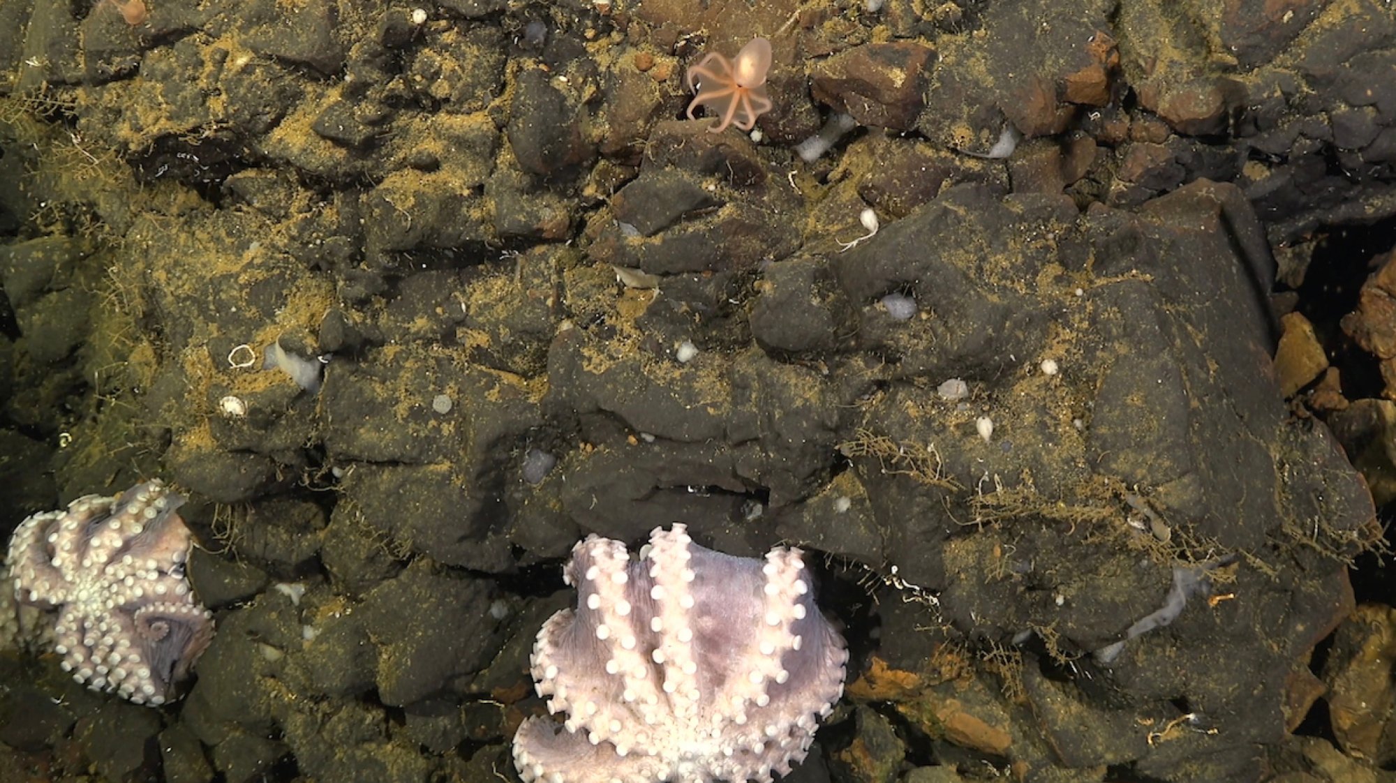 More newfound octopi in a deep sea nursery.