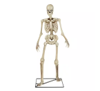 the 3 ft. LED Skeleton 
