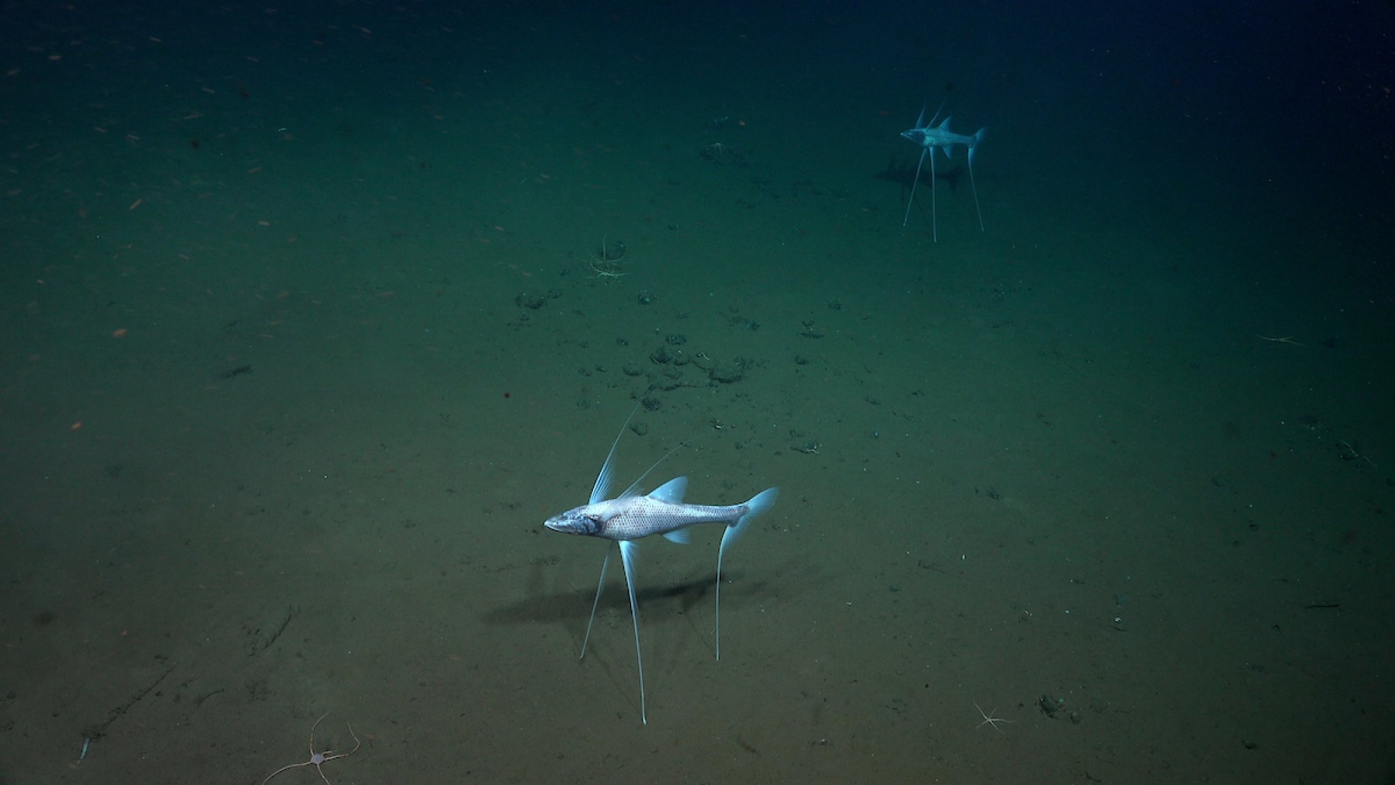 Two tripod fish spotted nearly 10,000 feet under the ocean surface.