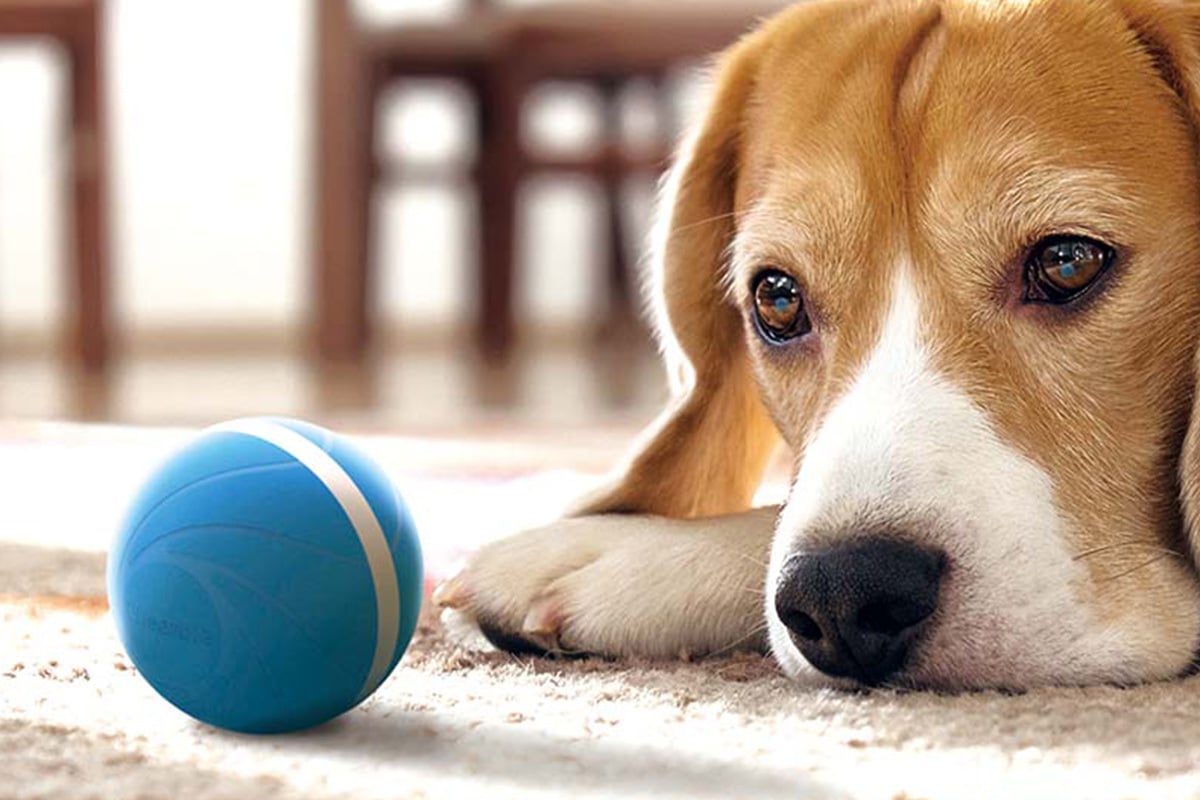 dog looking at toy ball