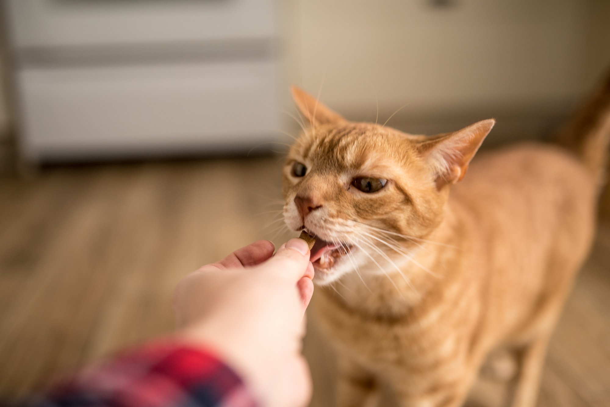 a ginger cat being fed a treat by hand