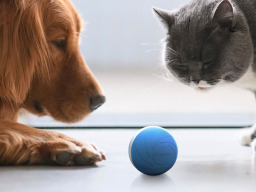 cat and dog looking at a ball
