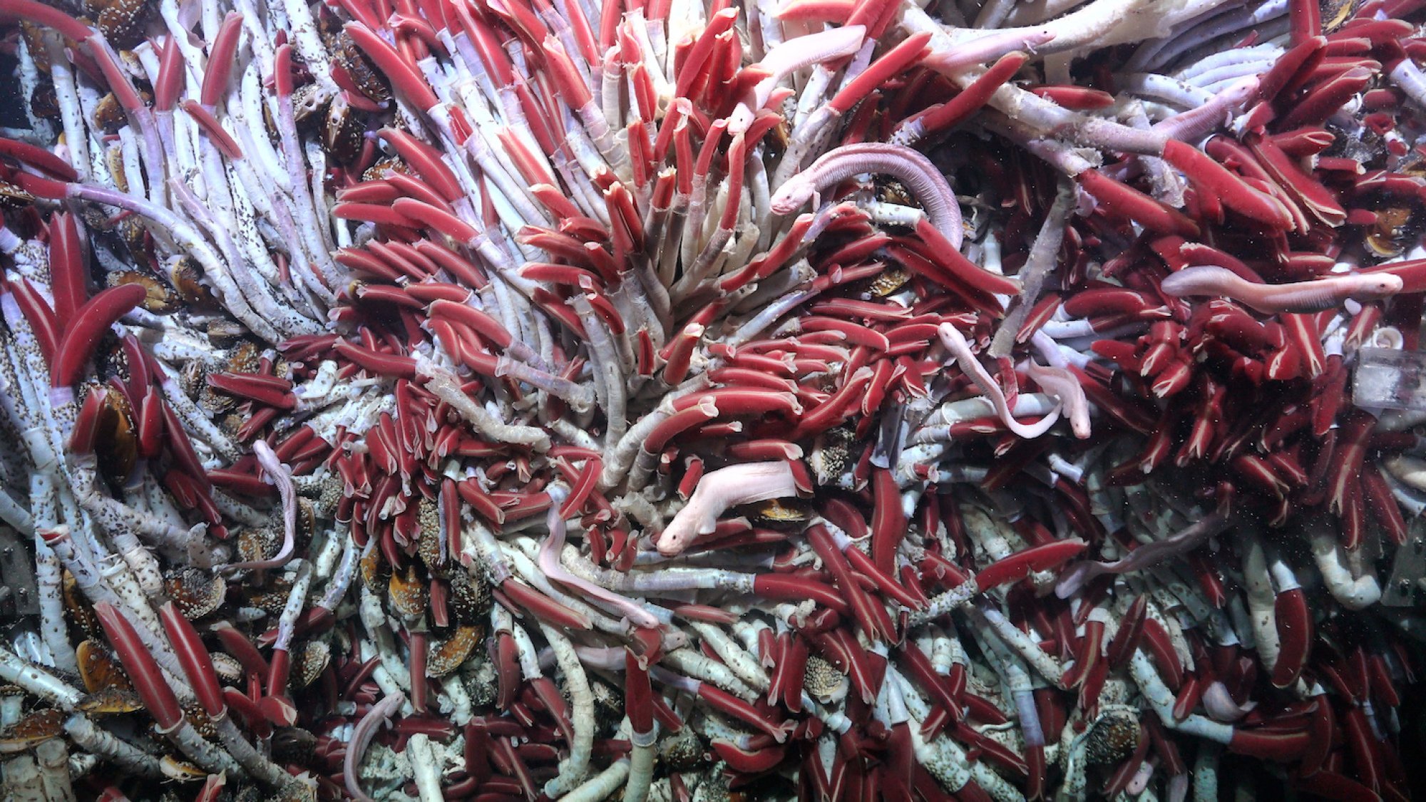 A colony of tubeworms on a vent system over 8,200 feet beneath the surface.