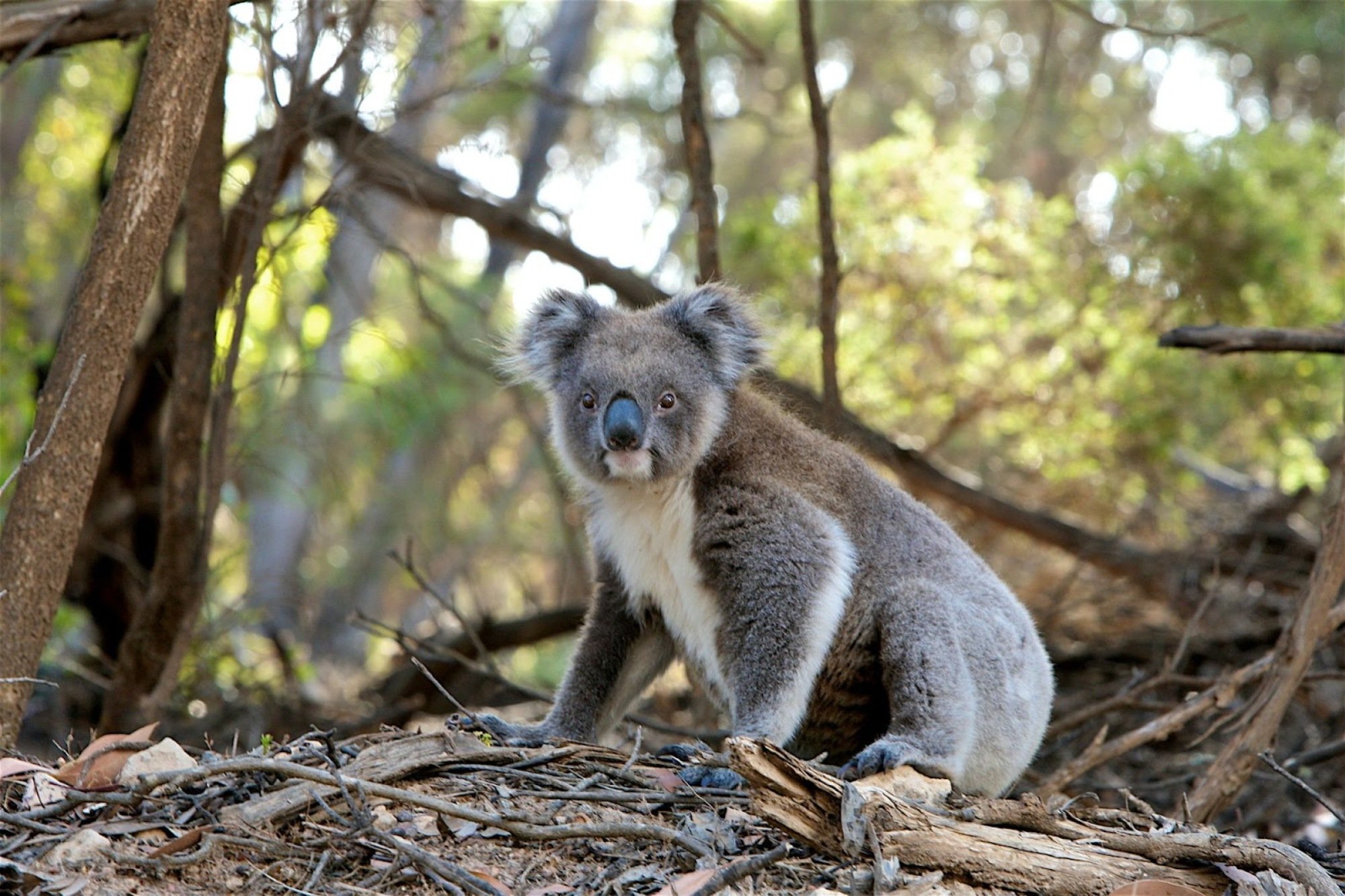 Koala HP WWF Trees