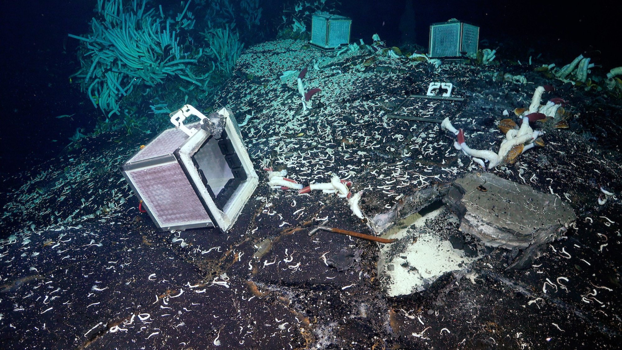 The mesh box experiment showing life travelled beneath the ocean floor.