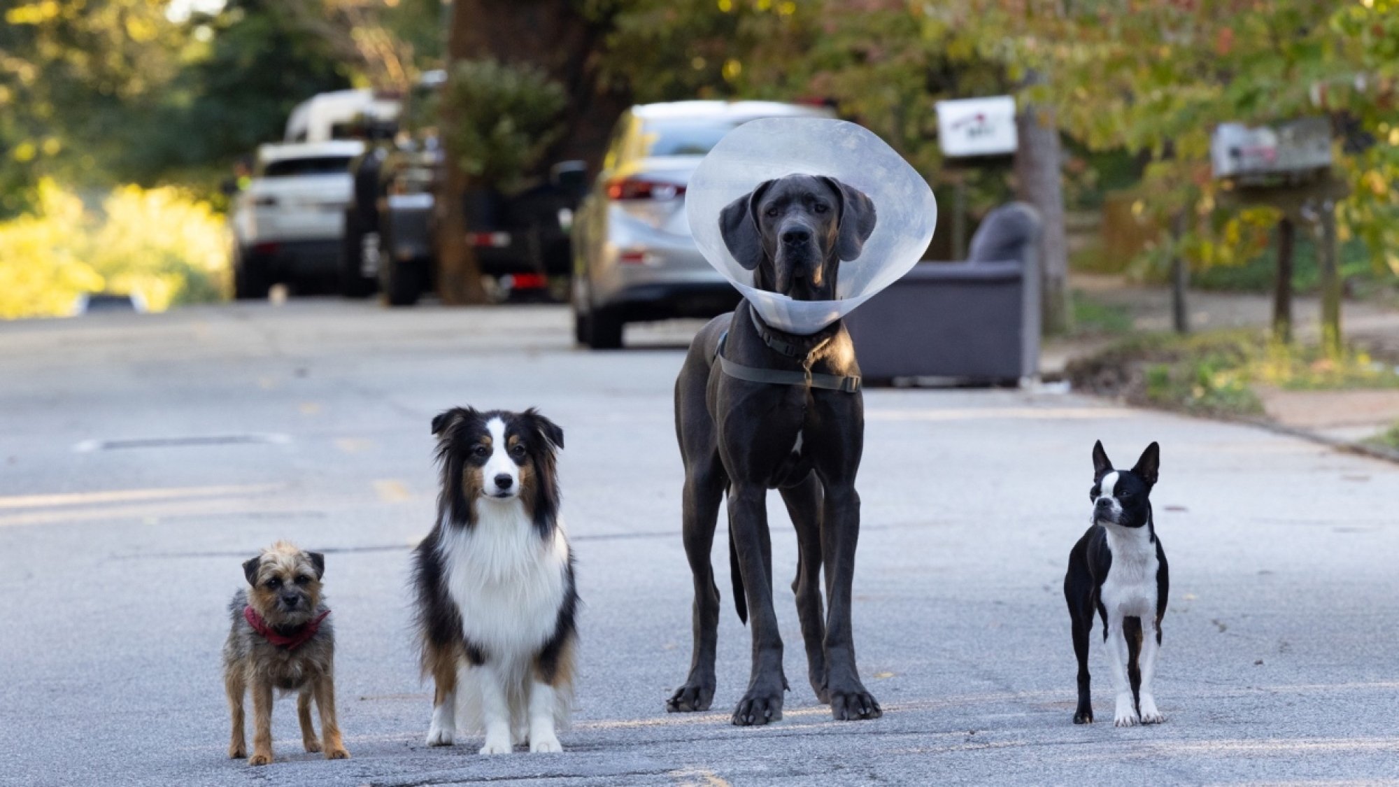 Four dogs line up on a street. 