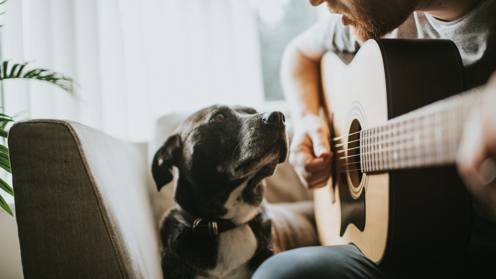 close up of person playing guitar next to dog