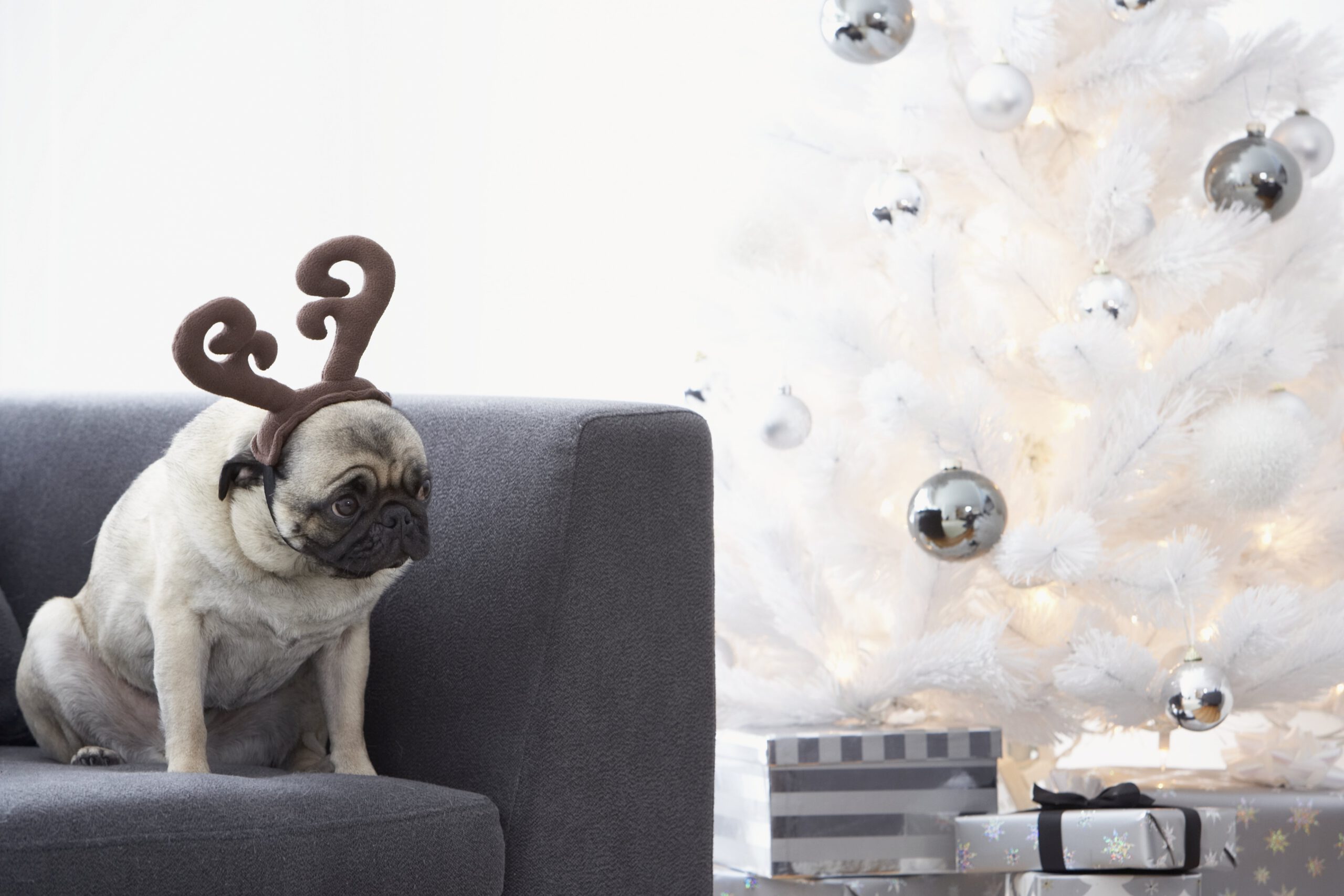 A sad pug wearing reindeer antlers next to a Christmas tree.