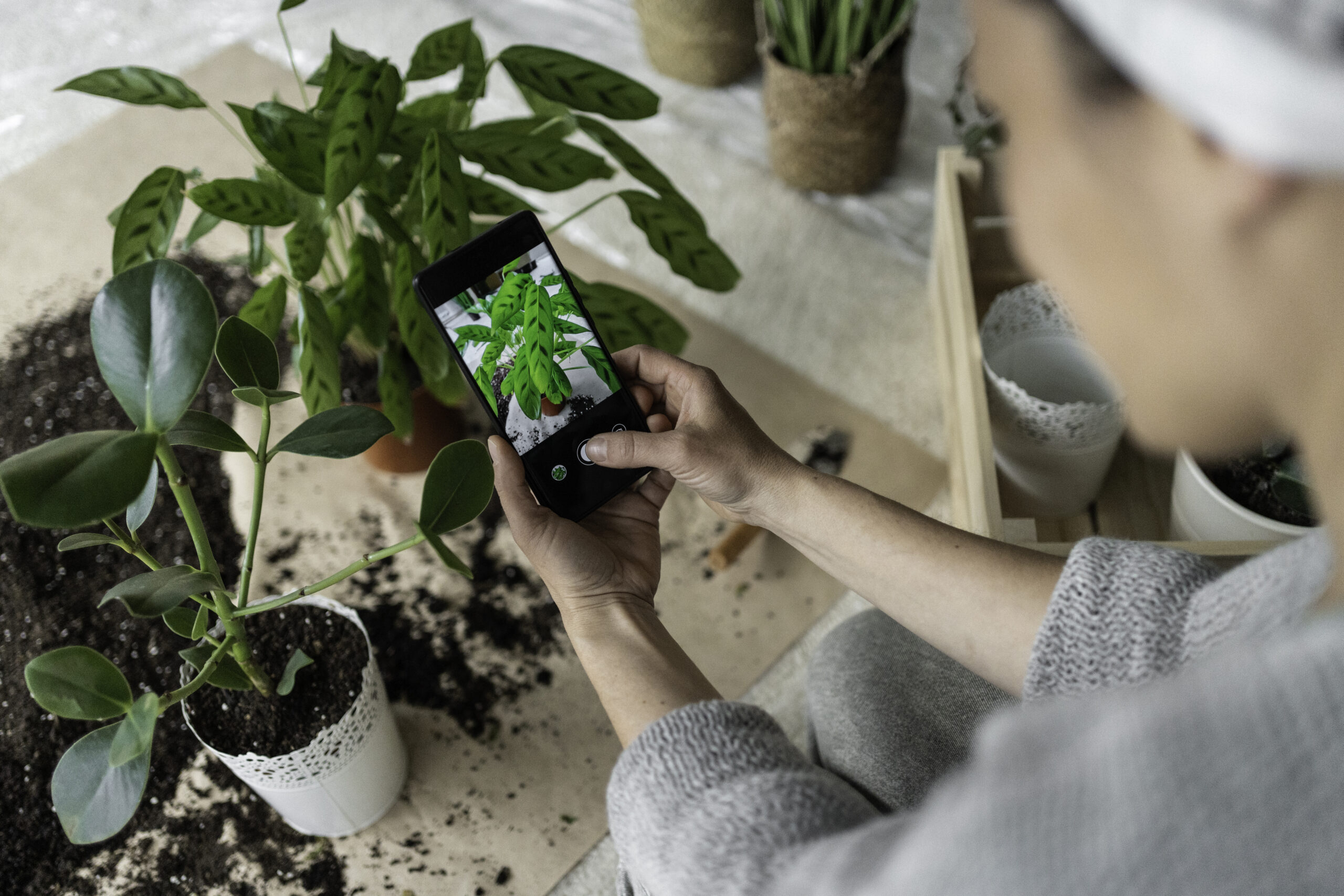 woman snapping a photo of a plant