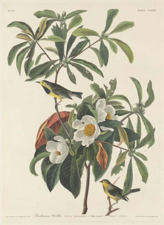 A 19th-century illustration of the Bachman's warbler.