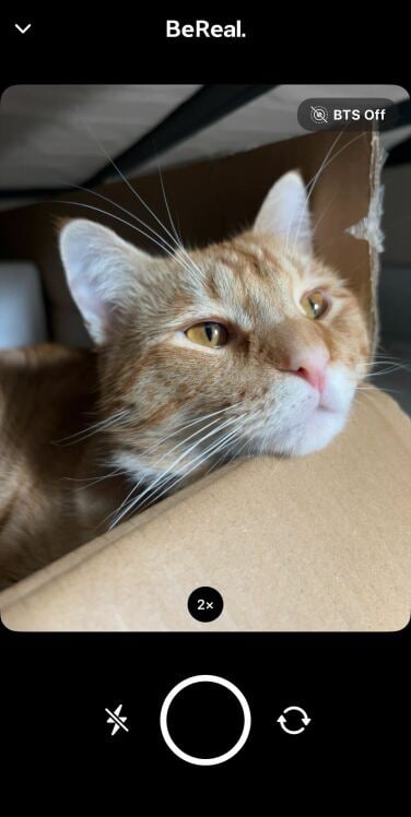 picture of an orange tabby cat