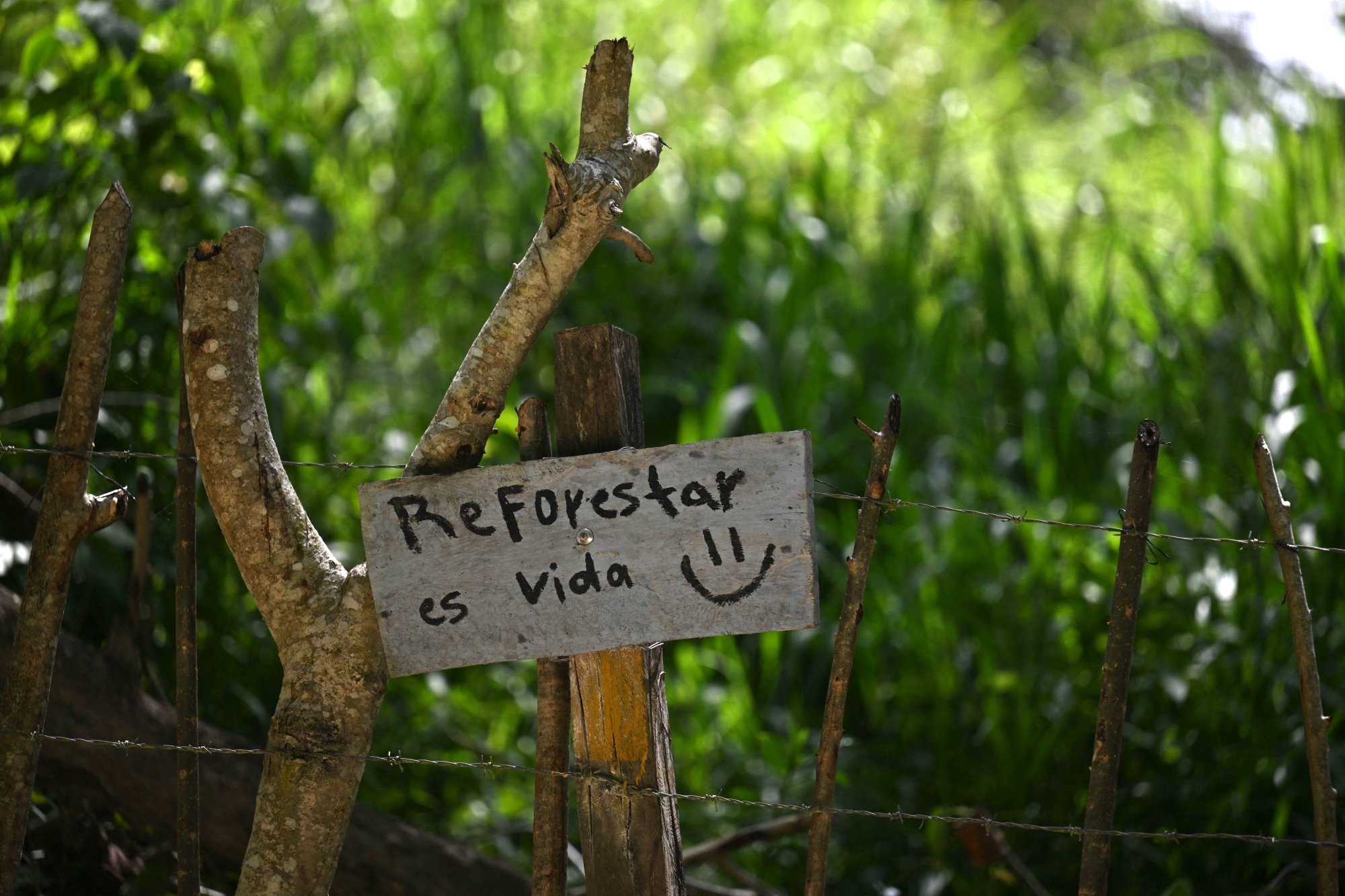 A sign reading "reforestar es vida" against a background of green trees.