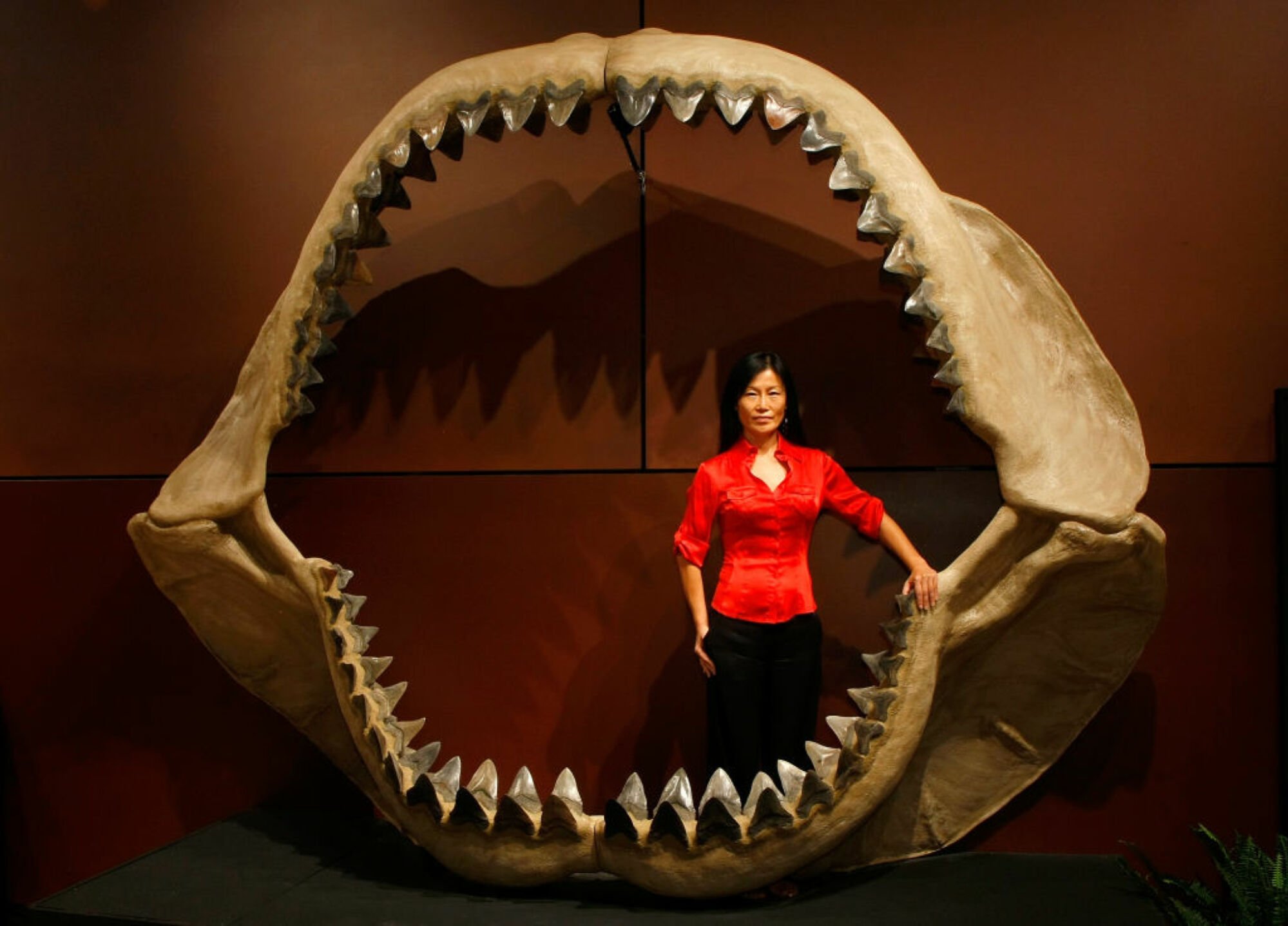 The partially reconstructed jaws of a megalodon with a person standing inside.