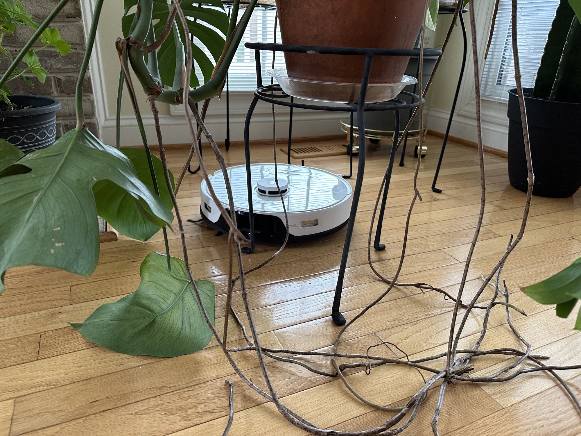 The Roborock S8 Pro Ultra "hiding" among planters and plants in a living room setting