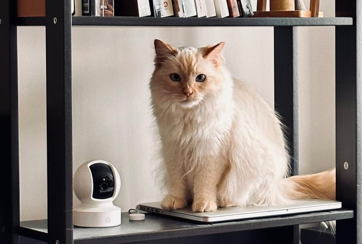 cat sitting on bookshelf beside security camera 
