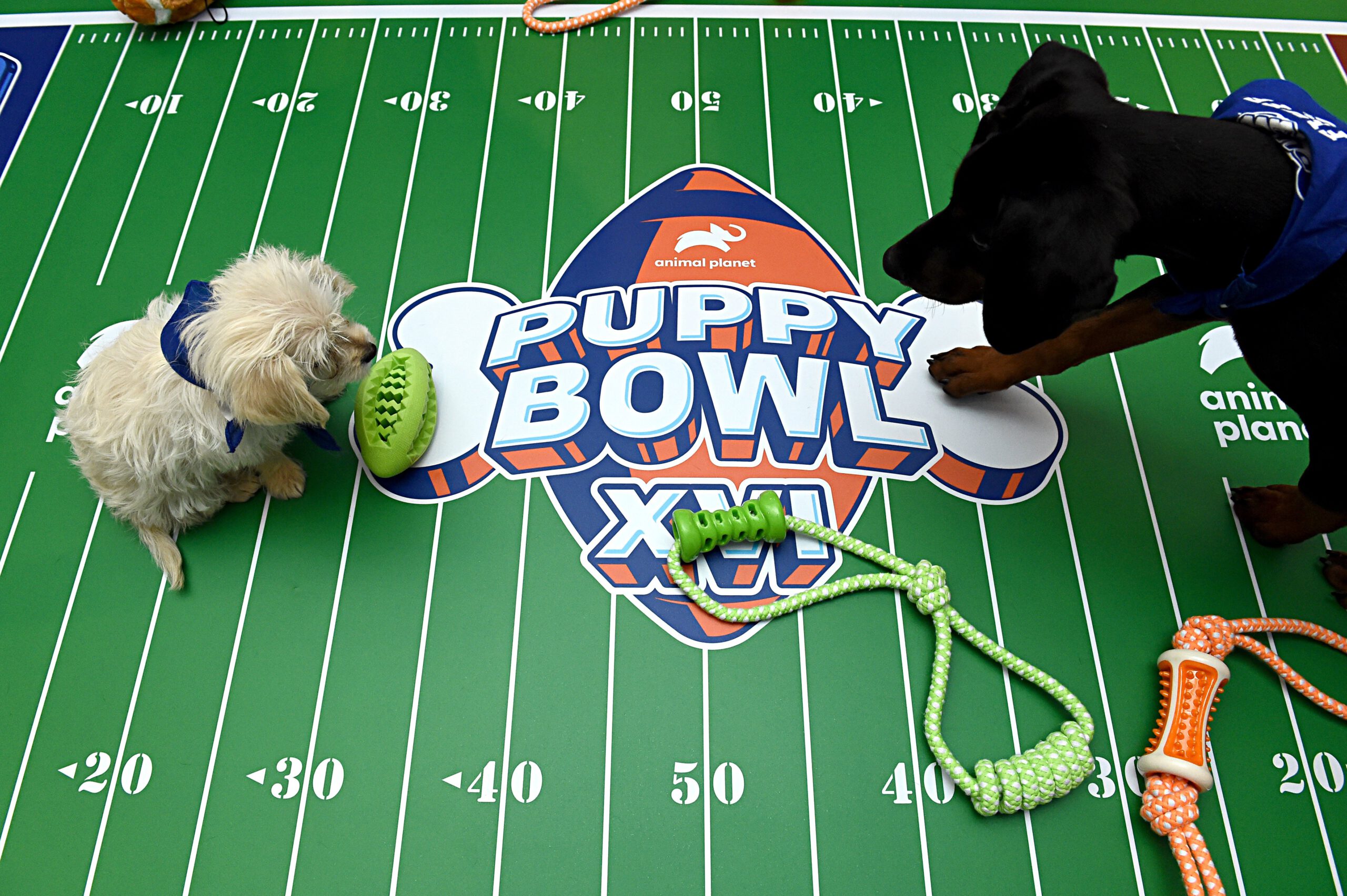 Two dogs stand on the Puppy Bowl field with the logo displayed between them.