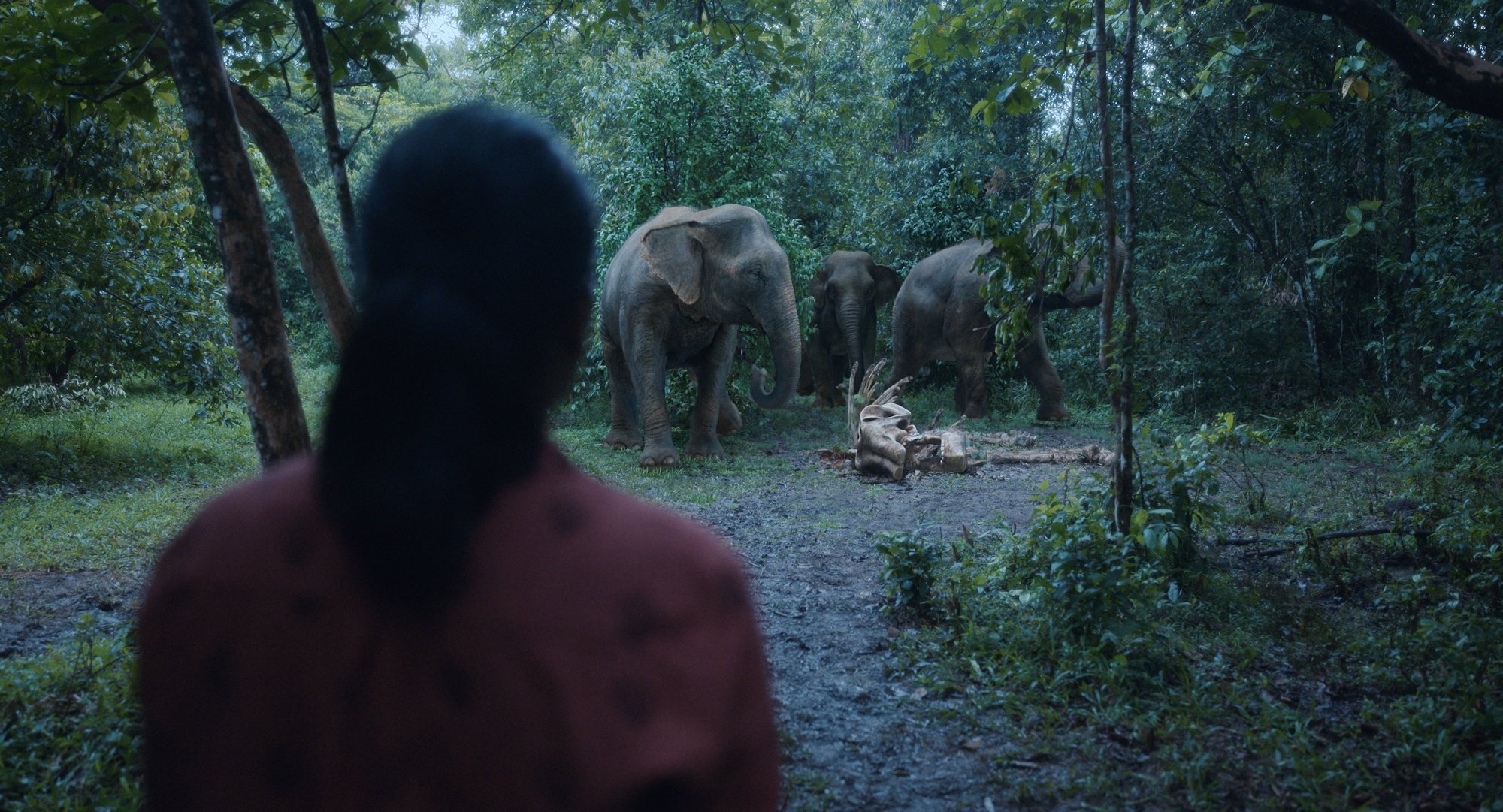 A woman overlooks a group of elephants in a forest in South India.