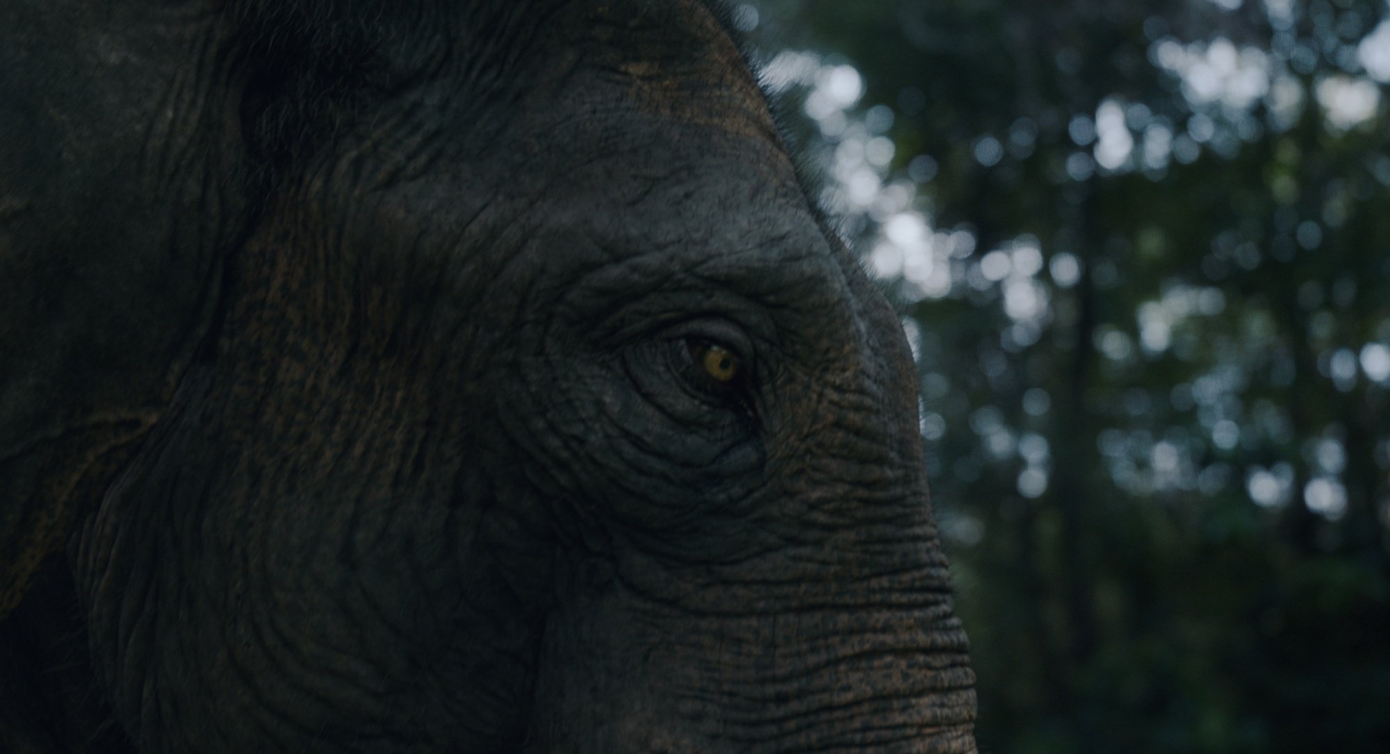 A close-up image of an elephant. 