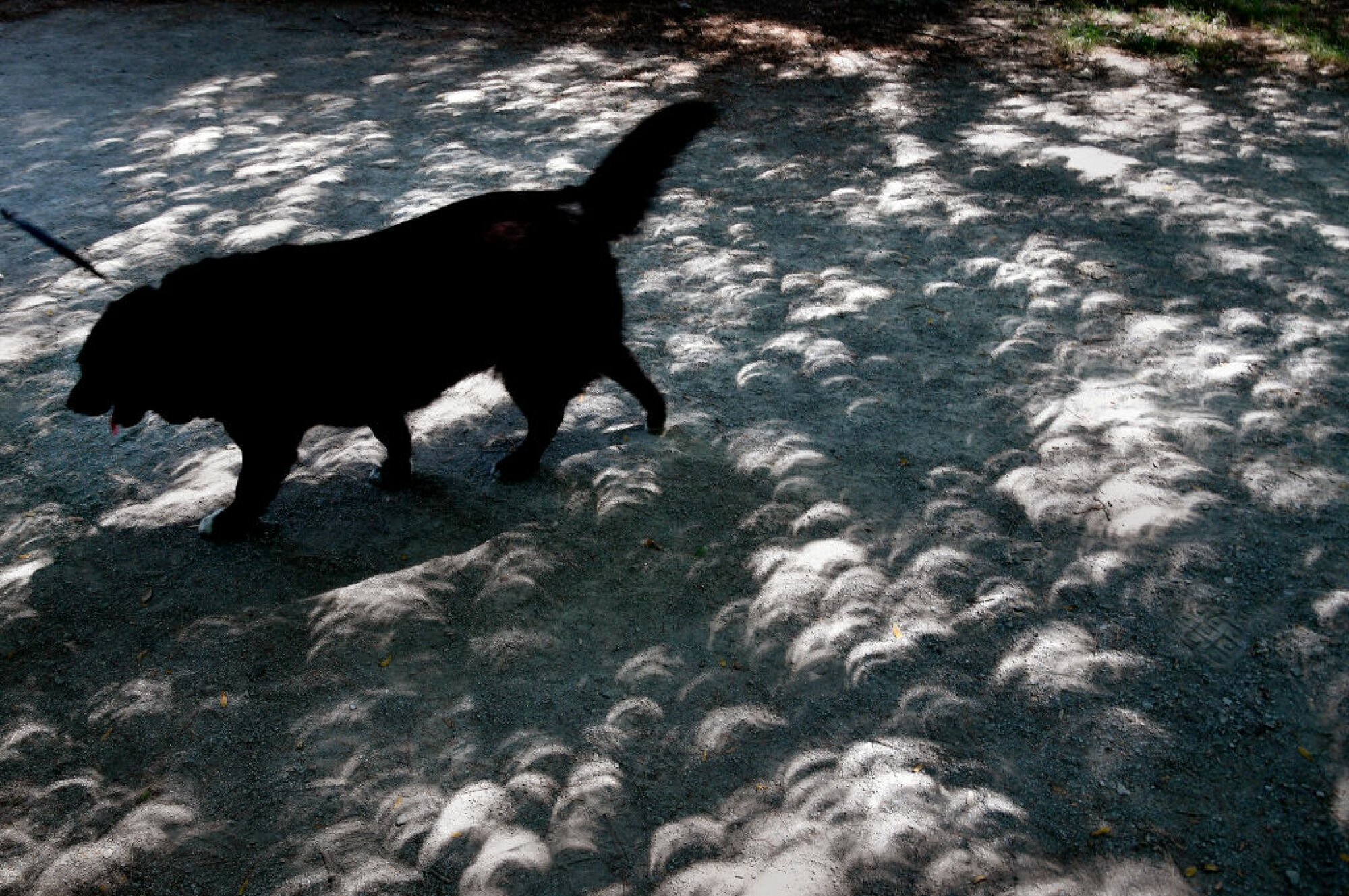 A partial eclipse casting shadows through tree leaves in Kentucky