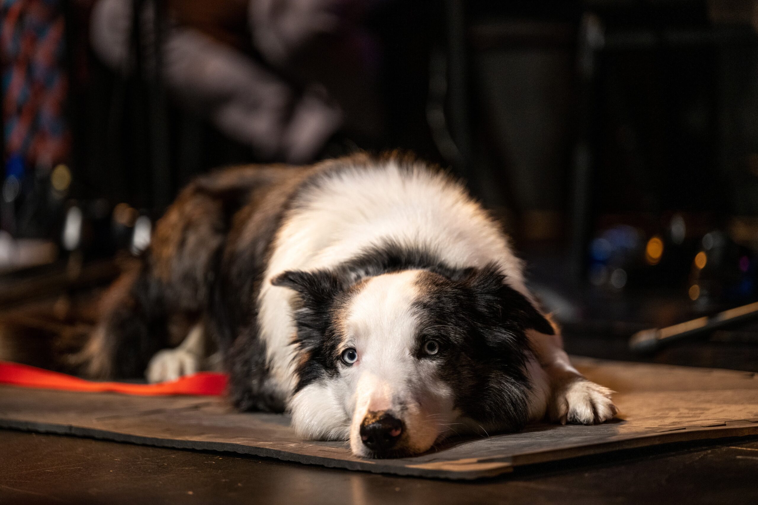 Messi, the blue-eyed border collie who stared in 'Anatomy of a Fall,' laying on the ground looking sweet.