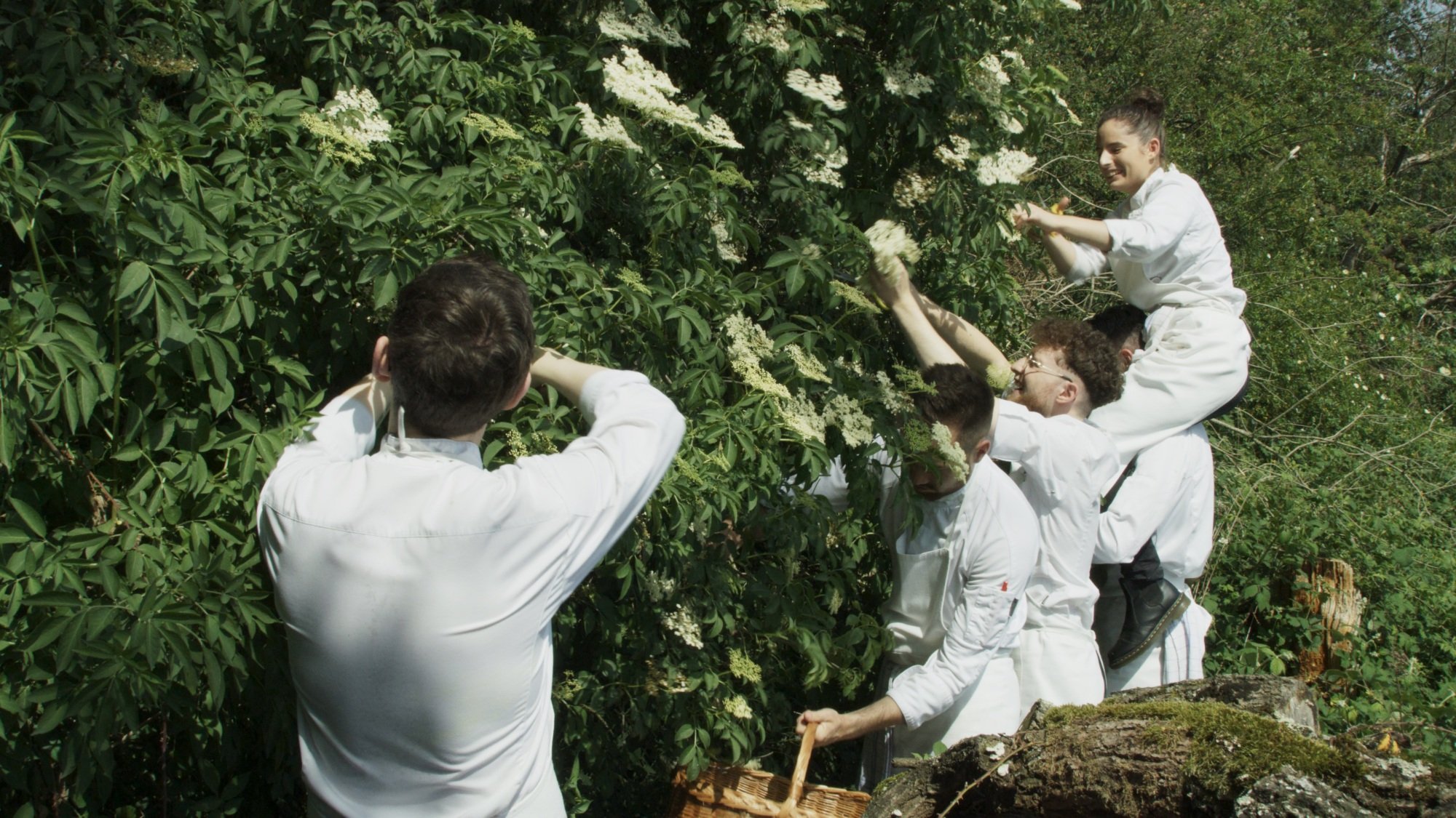 A group of men and women in white cut flowers from a hedge.