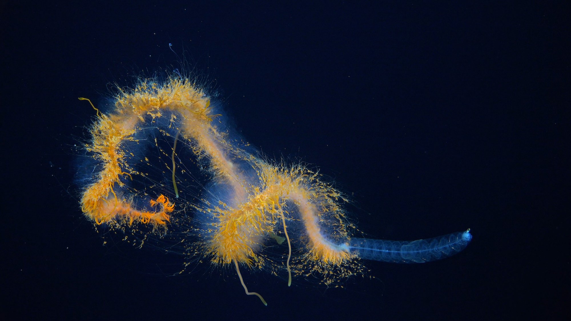 A long "galaxy siphonophore," which is actually a colony of many organisms, spotted on a dive between 800 and 1,200 meters (2,625 to 3,940 feet) down.