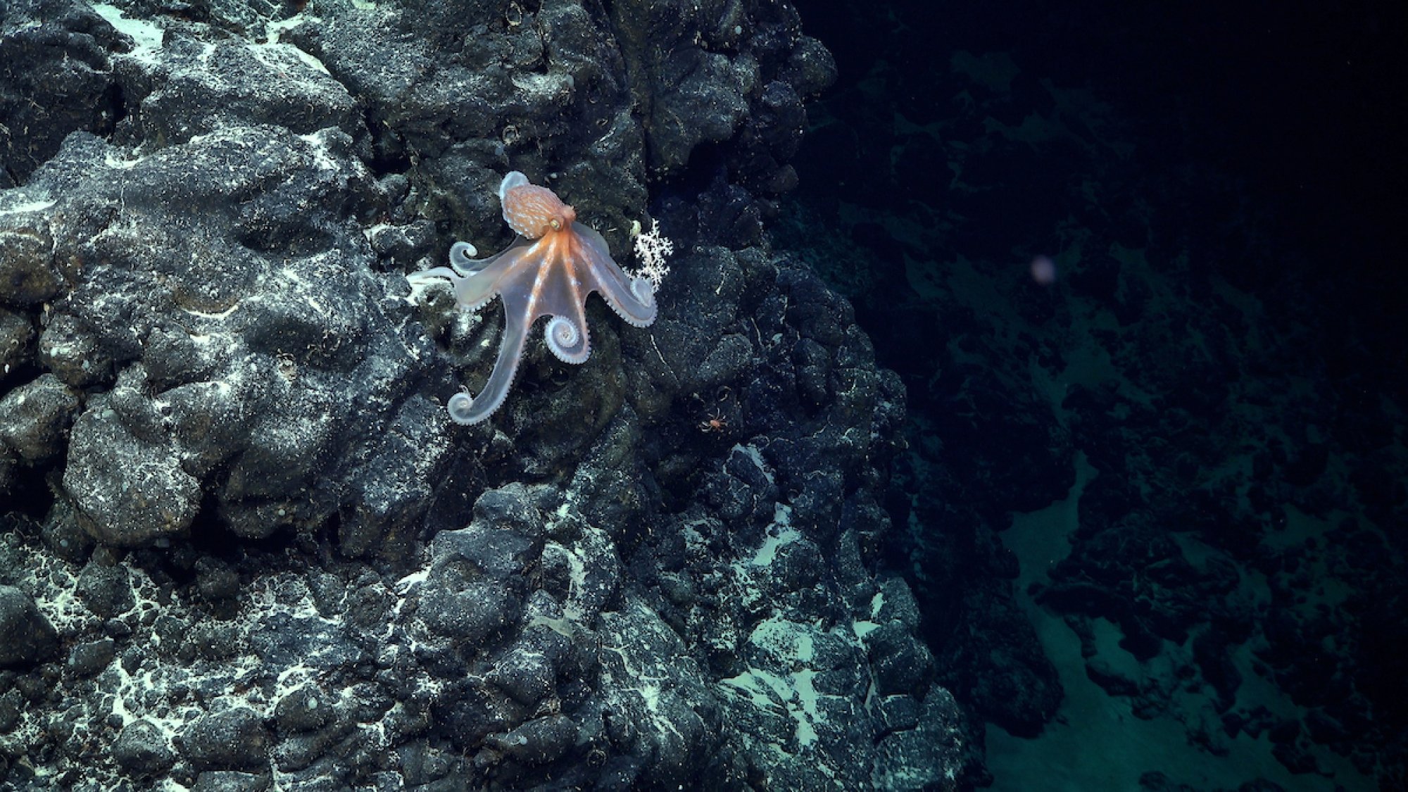 An octopus perched on a seamount along the Salas y Gómez Ridge.
