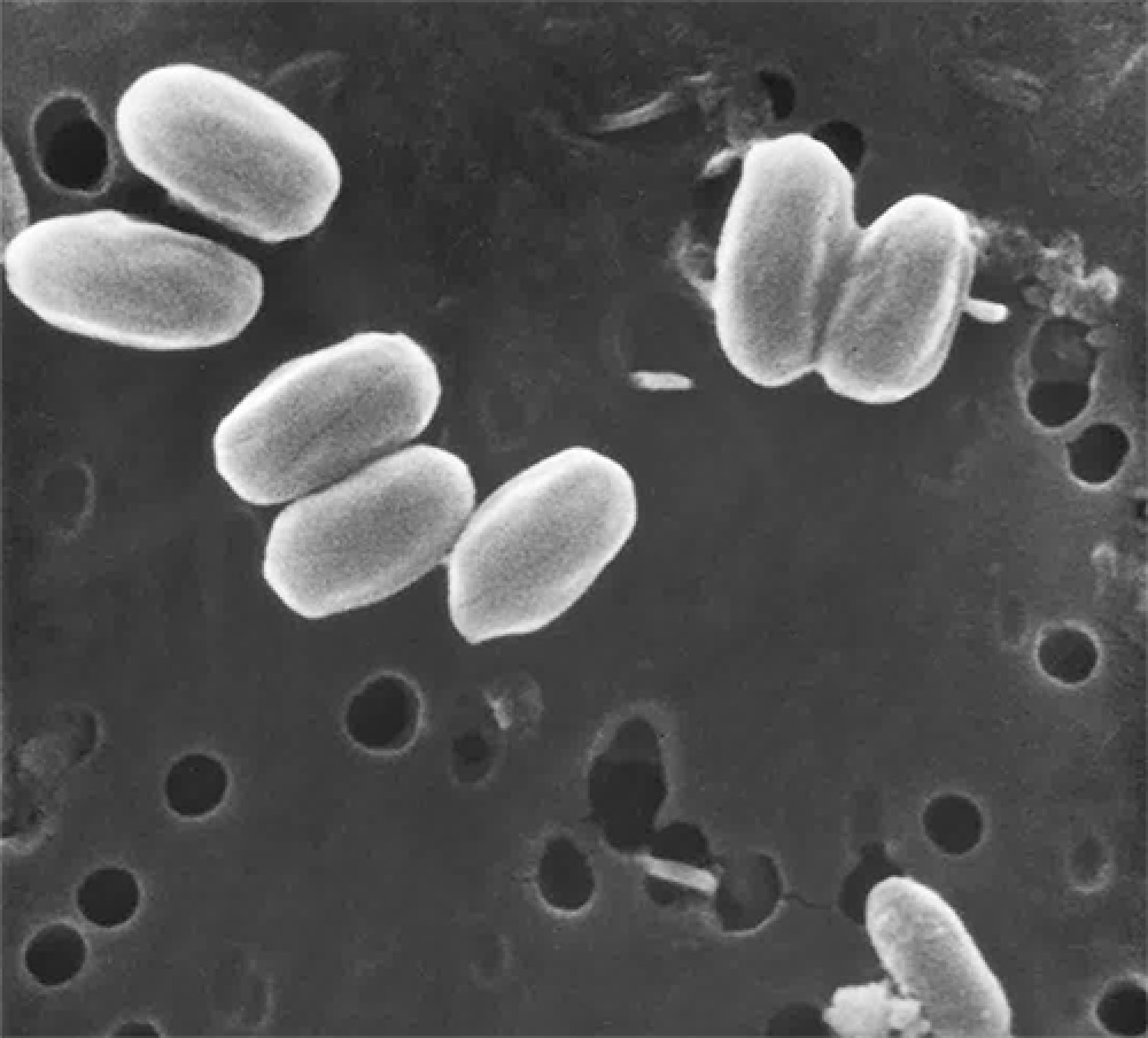 NASA discovering the bacteria bacillus pumilus