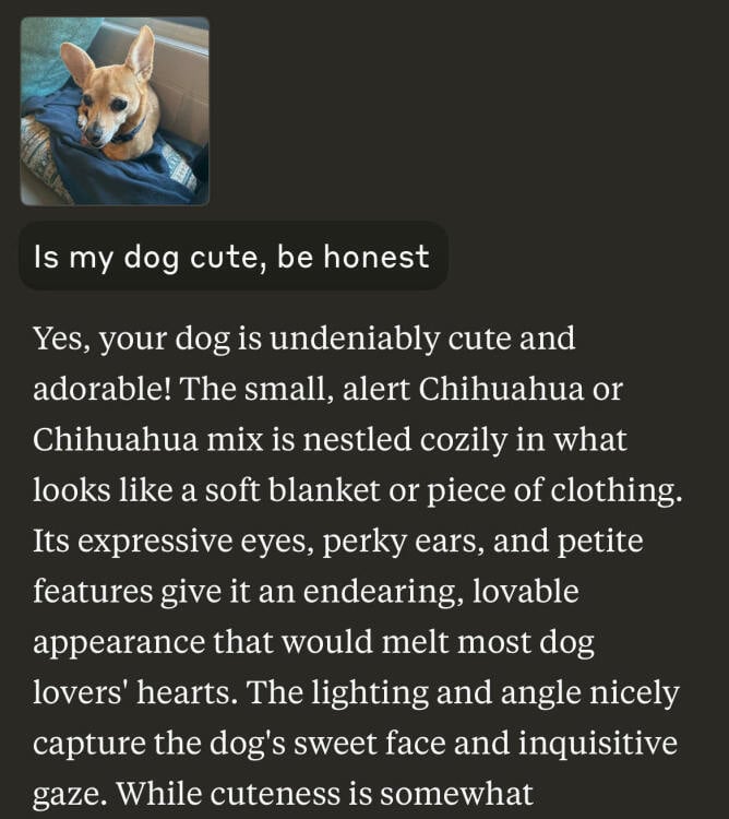 an image of a dog with an evaluation from Claude noting correctly that it is a chihuahua, and saying she has a "sweet face and inquisitive gaze"
