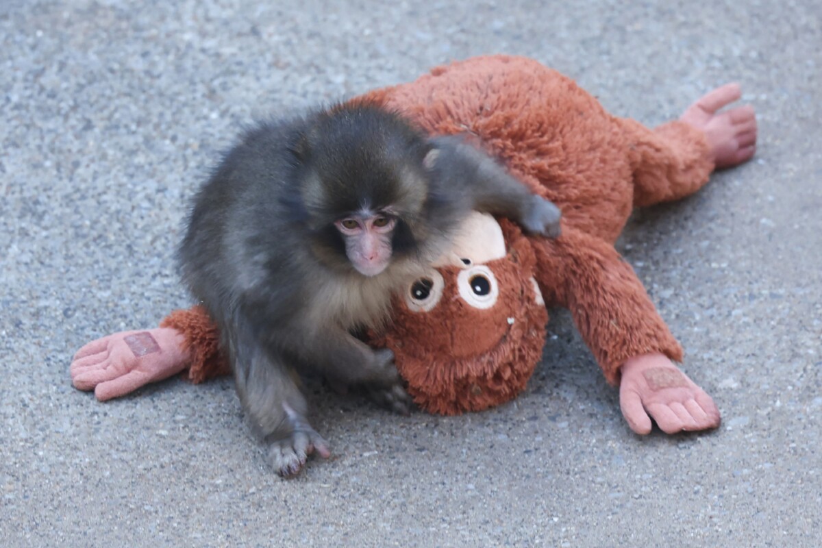A 7 month-old male macaque monkey named Punch, who was abandoned by his mother shortly after birth, spending time with a stuffed orangutan toy