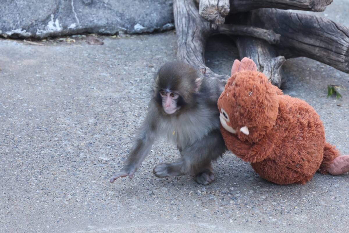 This photo taken on February 19, 2026 shows a 7 month-old male macaque monkey named Punch, who was abandoned by his mother shortly after birth, spending time with a stuffed orangutan toy at Ichikawa City Zoo and Botanical Gardens in Chiba Prefecture