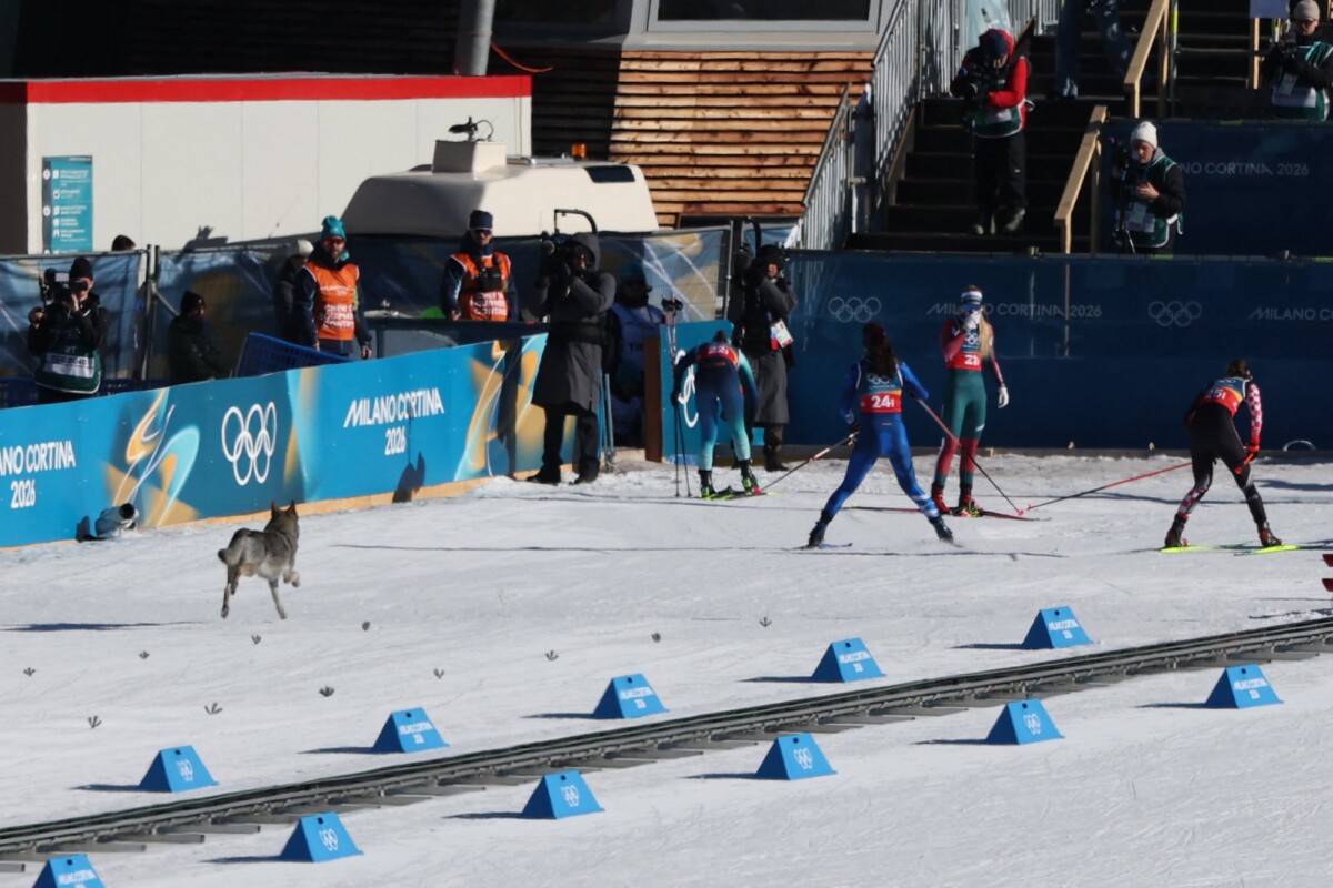 A dog wanders on the ski trail during the women's team cross country free sprint qualification event of the Milano Cortina 2026 Winter Olympic Games